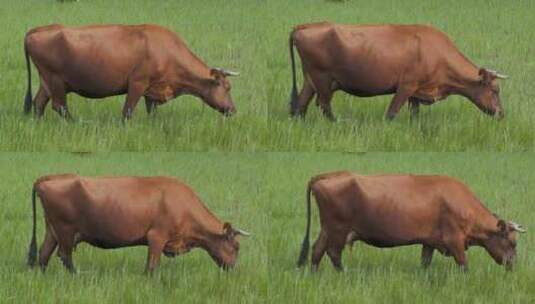生态牧场黄牛吃草高清在线视频素材下载