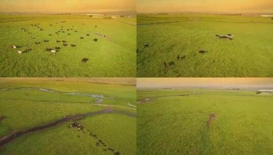 航拍 草地 草原 牛 养殖业 风光高清在线视频素材下载