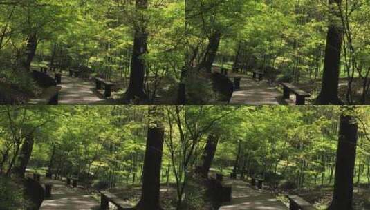 春天树林高清在线视频素材下载