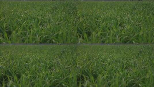 绿色冬小麦高清在线视频素材下载