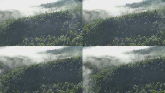 大兴安岭自然风光森林云雾林海晨景高清在线视频素材下载