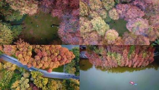 俯拍航拍广州麓湖冬日落羽杉高清在线视频素材下载
