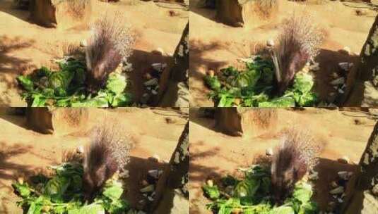 一家豪猪在动物园吃喂食器里的蔬菜高清在线视频素材下载