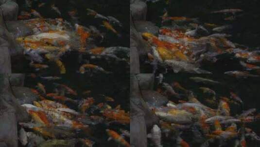 许多锦鲤在池塘里游泳高清在线视频素材下载