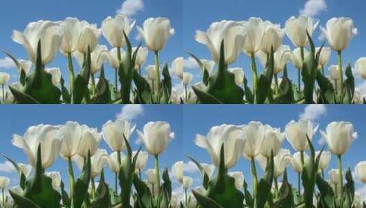 蓝天下盛开的白色郁金香高清在线视频素材下载