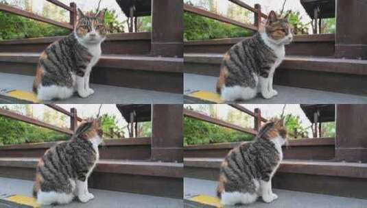 公园台阶上的一只可爱三花猫高清在线视频素材下载