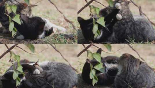 两只流浪猫打闹嬉戏玩耍高清在线视频素材下载