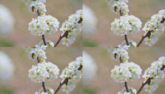 春天阳光下盛开的白色梨花蜜蜂采蜜高清在线视频素材下载