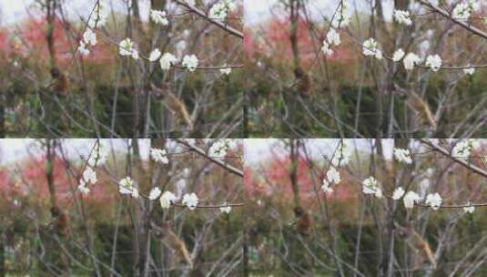 春天樱花盛开时野猴树上跳跃 前景聚焦高清在线视频素材下载