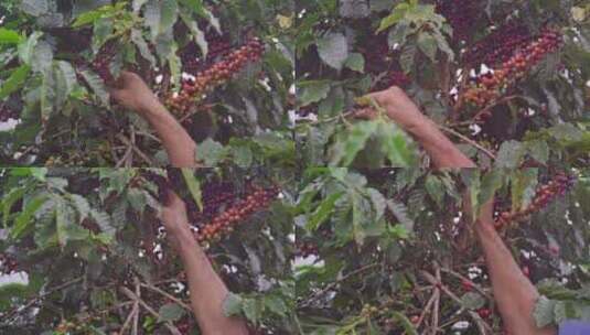 巴西咖啡豆种植园高清在线视频素材下载