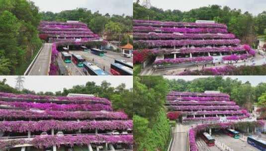 深圳仙湖植物园停车场三角梅花开如瀑高清在线视频素材下载