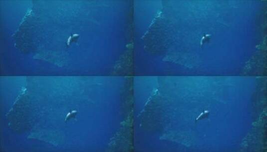 一只在珊瑚礁上游泳的大鲨鱼高清在线视频素材下载