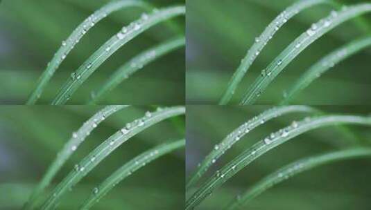 春雨雨水雨滴水珠绿叶随风摇曳清新唯美高清在线视频素材下载