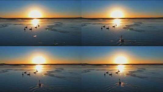 夕阳的湖面上的野生天鹅高清在线视频素材下载