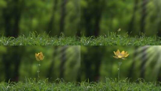 写实自然植物生长动画高清在线视频素材下载