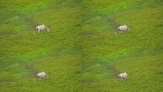祁连山草原上的马高清在线视频素材下载