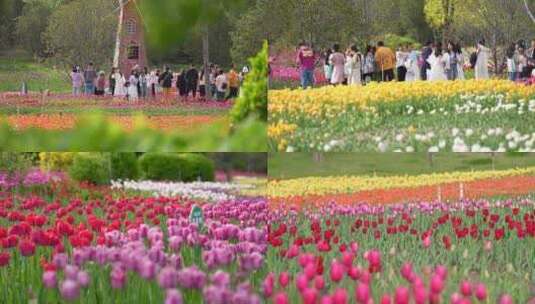 郁金香 公园花卉 花朵盛开 春天郁金香高清在线视频素材下载