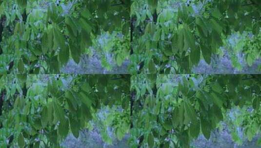 树叶绿叶叶子水滴高清在线视频素材下载
