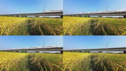 阳光下下桂林稻田边铁路桥上行驶的高铁动车高清在线视频素材下载