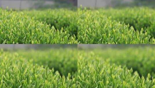 茶叶广告宣传 清明谷雨 茶叶嫩芽特写高清在线视频素材下载