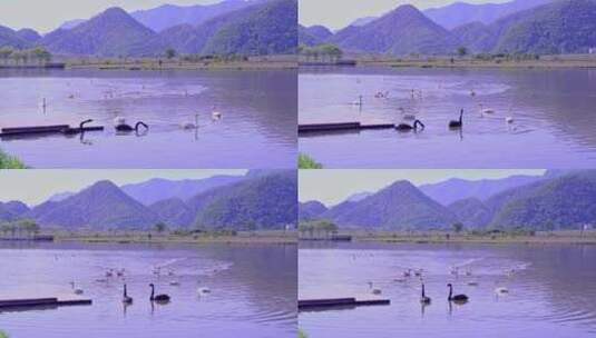 相机摄神龙架大九湖国家湿地公园（1）高清在线视频素材下载