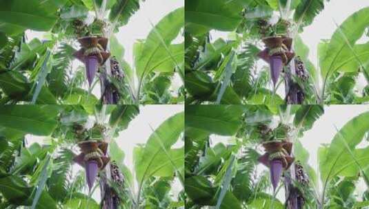 香蕉园里的香蕉树和花高清在线视频素材下载