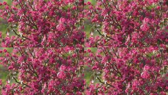 春蟹-苹果树开花高清在线视频素材下载