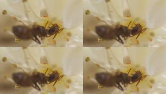富美蚁在红叶石楠上吃花蜜，红尖石楠，花特高清在线视频素材下载