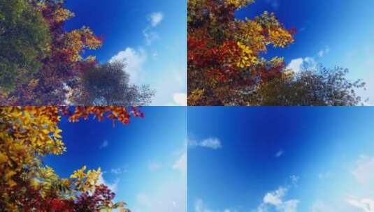 穿过秋天的树木进入天空高清在线视频素材下载
