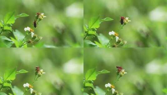 棉花染色bug爬上西班牙针花，啜饮花蜜奥高清在线视频素材下载