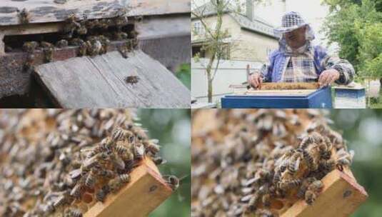 养蜂人仔细检查装满蜜蜂和蜂蜜的框架。高清在线视频素材下载