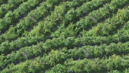 辣椒指天椒种植航拍高清在线视频素材下载