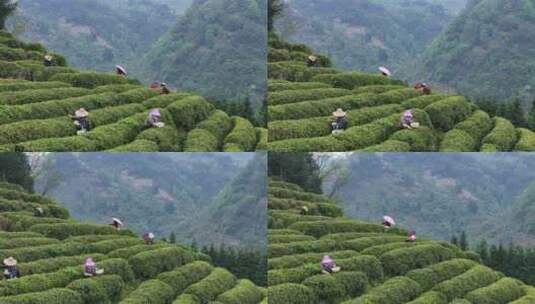 茶园采茶，春茶高清在线视频素材下载