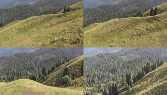 新疆恰西风景区 高山草原牛羊群高清在线视频素材下载