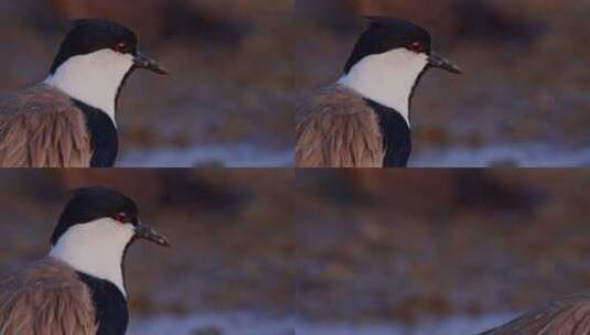 Spur Winged Lapwing，高清在线视频素材下载