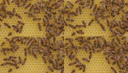 蜜蜂，蜂巢，蜂蜜，蜂蜡高清在线视频素材下载