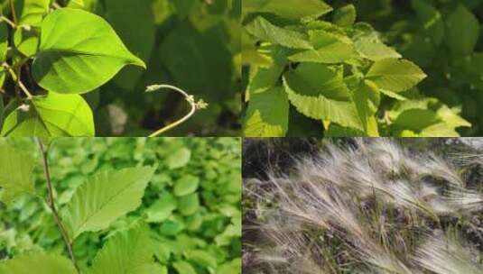 唯美树叶 一片绿叶  绿植 意境 氛围 夏天高清在线视频素材下载