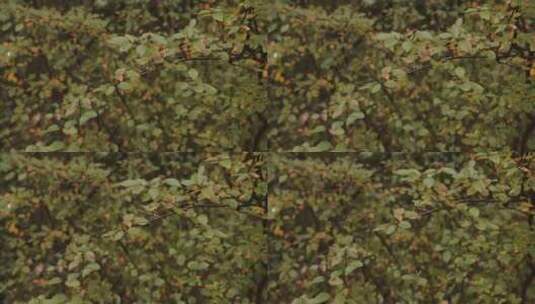 秋天的自然高清在线视频素材下载