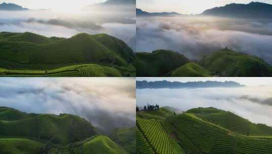 4K山峰云海茶山茶园茶宣传片航拍视频高清在线视频素材下载