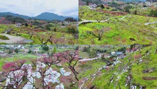 连平鹰嘴桃、鹰嘴桃花、连平桃花高清在线视频素材下载