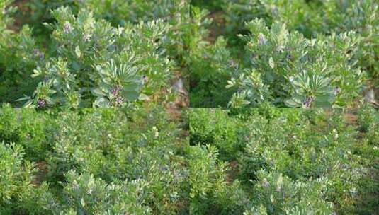 相机高清摄农村菜田蚕豆花开高清在线视频素材下载