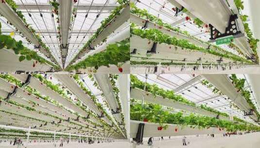 温室大棚草莓立体种植高清在线视频素材下载