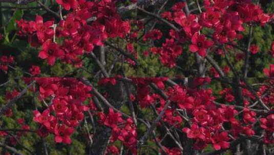 盛开的红色木棉花特写高清在线视频素材下载