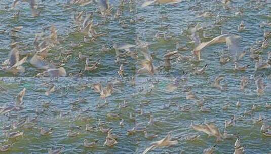 海面上海鸥飞翔与游动画面高清在线视频素材下载