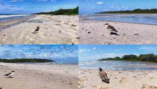 沙滩上的海鸟与海景高清在线视频素材下载