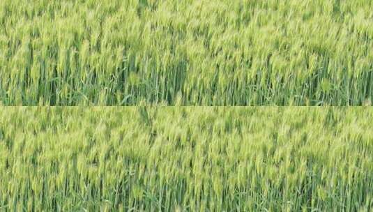 4K初夏小麦随风摇曳的麦穗高清在线视频素材下载