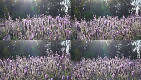 4K唯美意境阳光下摇摆的薰衣草高清在线视频素材下载