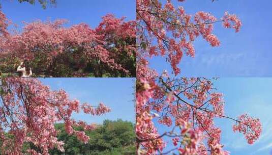 深圳公园盛开的异木棉花(相机)高清在线视频素材下载