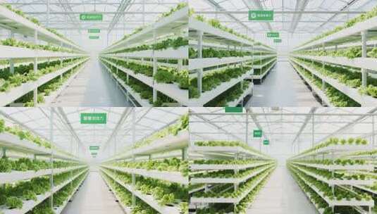现代化智慧温室蔬菜种植高清在线视频素材下载