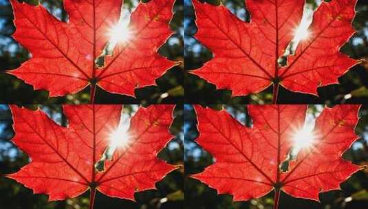 秋分枫叶特写唯美秋景微距视频高清在线视频素材下载